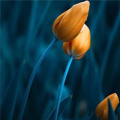 买大小单双彩票app